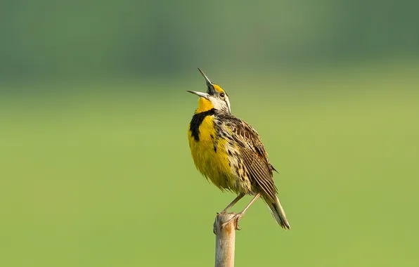 Picture bird, color, feathers, beak, column