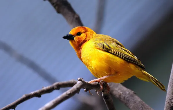 Nature, bird, branch