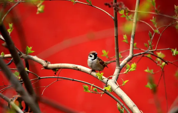 Branches, background, bird, Sparrow