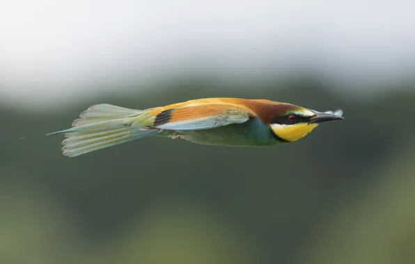 Flying, bird, wildlife, hunting, bee-eater