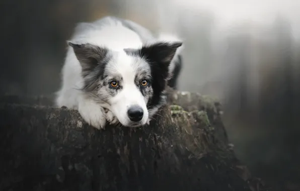 Picture look, face, stump, dog, bokeh, The border collie