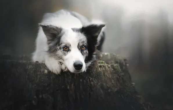 Look, face, stump, dog, bokeh, The border collie