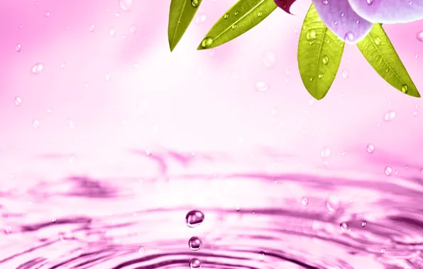 Picture water, flowers, Orchid