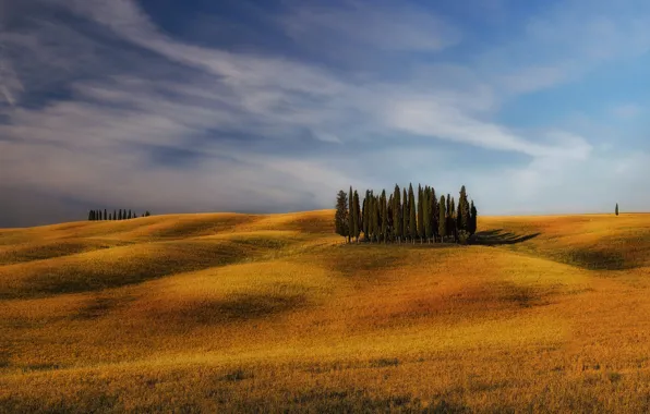 Field, trees, hills, Italy, cypress, Tuscany