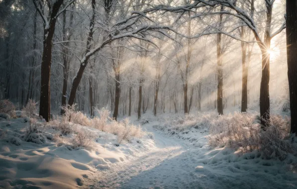 Winter, frost, forest, the sun, rays, light, snow, trees