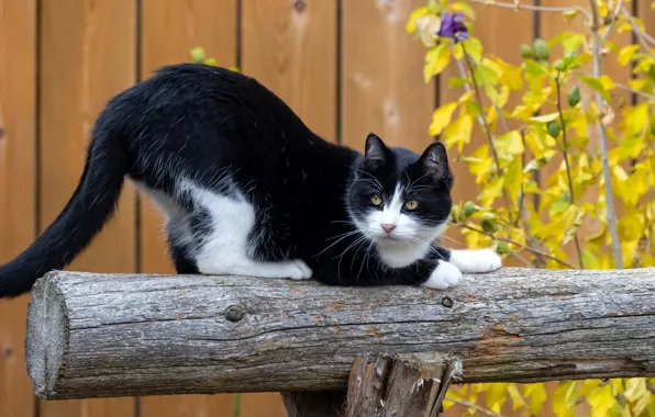 Autumn, cat, cat, look, branches, nature, pose, black and white