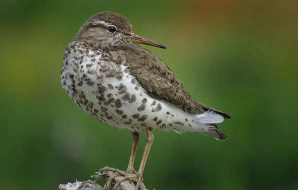 Picture bird, feathers, beak, spotted the carrier