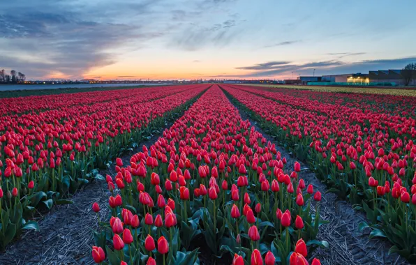 Field, the sky, flowers, spring, red, the ranks, flower field, farm