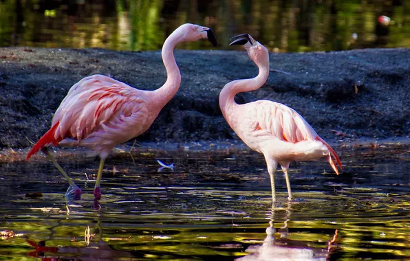 Water, light, birds, pose, reflection, shore, a couple, Flamingo