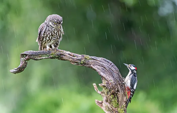Look, birds, pose, rain, owl, two, woodpecker, snag