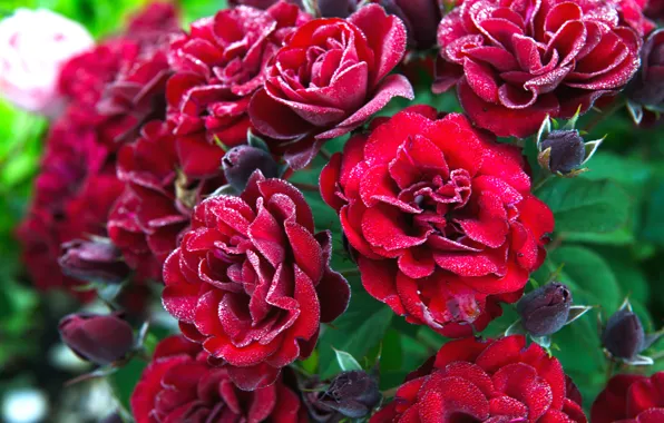 Picture red, roses, buds, drops, the bushes