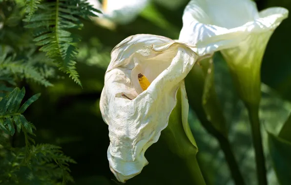 Picture greens, flowers, garden, white, fern, Calla lilies, wilting, Withered