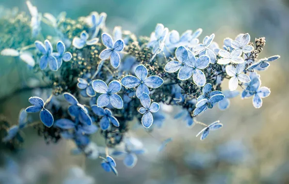 Picture frost, flowers, branches, blue, bokeh, hydrangea