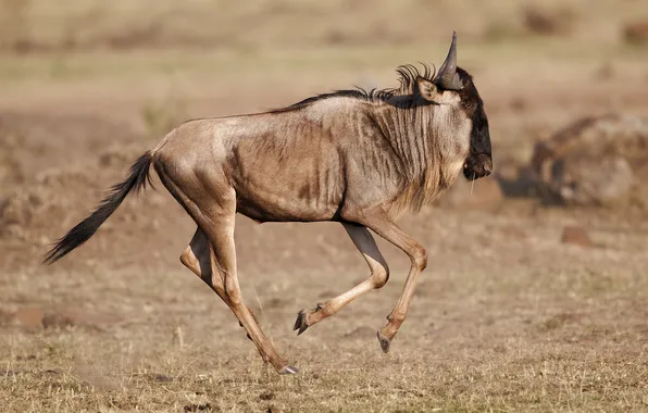 Profile, jump, antelope, GNU