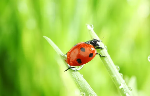 Macro, Nature, Photo, Grass, Beetle, Ladybug, Sheets