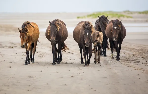 Horses, horse, walk, the herd