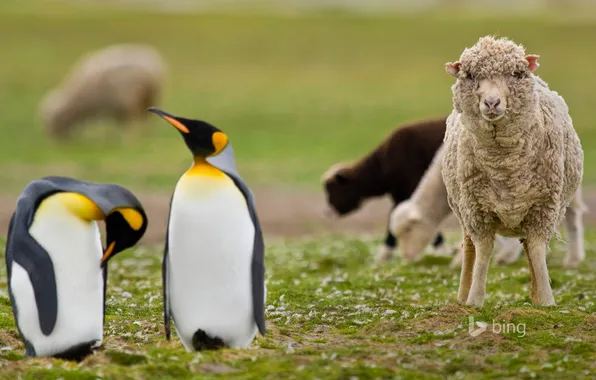 Grass, nature, penguins, sheep, Falkland Islands