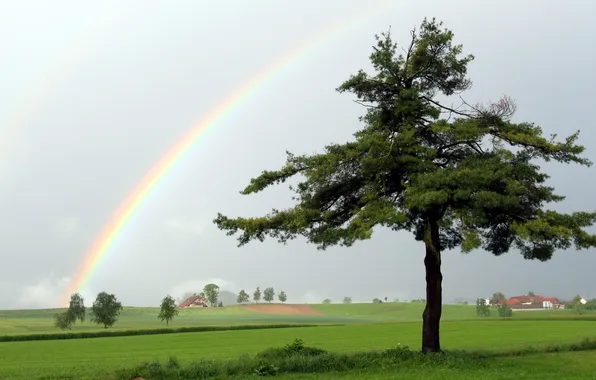 Field, landscape, tree, rainbow