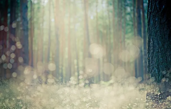 Picture forest, trees, nature, background, Wallpaper, plants, blur, bokeh