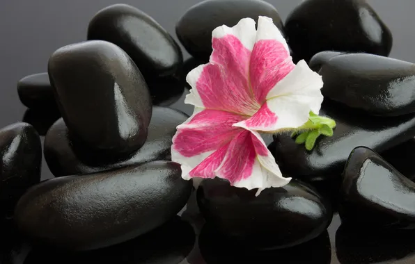 Picture flower, flower, Spa stones, Spa stones