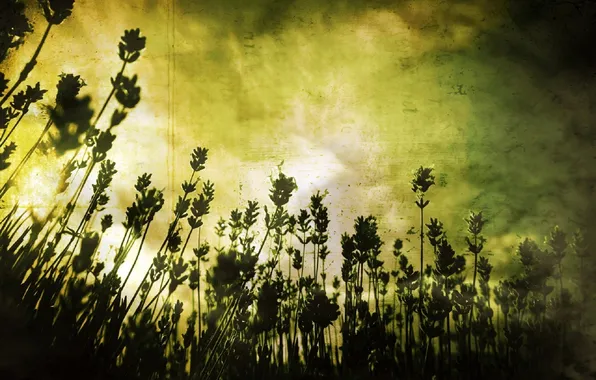 Grass, flowers, background