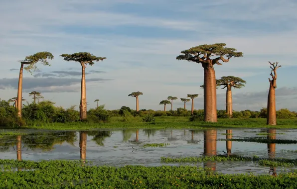Trees, island, baobab, Madagascar
