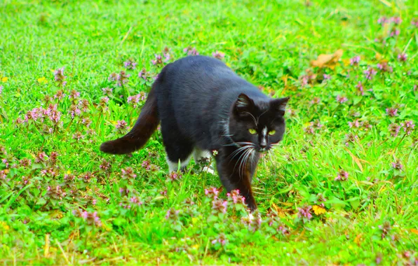 Black, field, cats, meadow