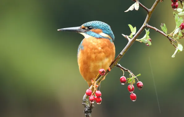 Leaves, green, berries, background, bird, branch, fruit, red