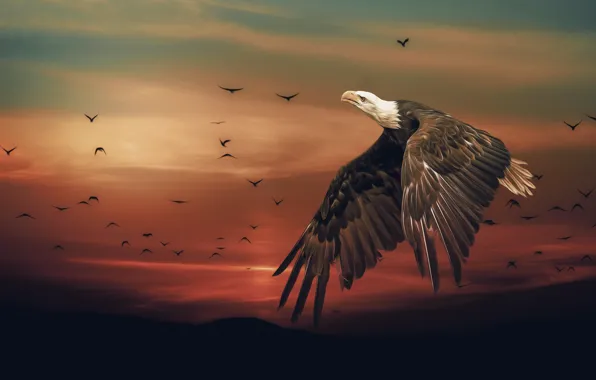 The sky, flight, bird, eagle, bald eagle, digital art, AI art, neural network