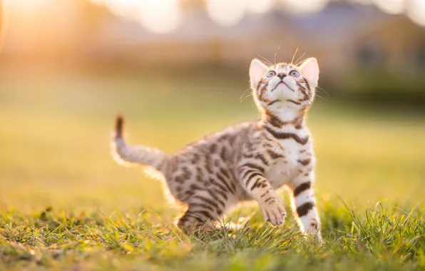 Cat, grass, cat, look, light, nature, pose, kitty