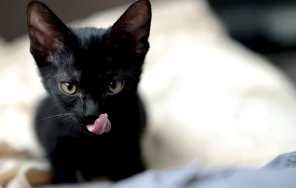 Language, cat, baby