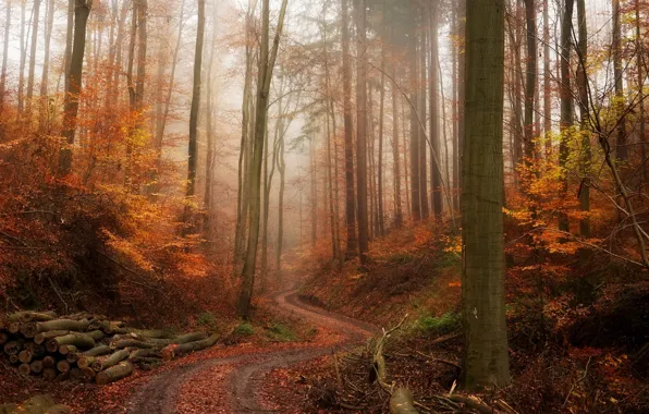 Picture road, autumn, forest