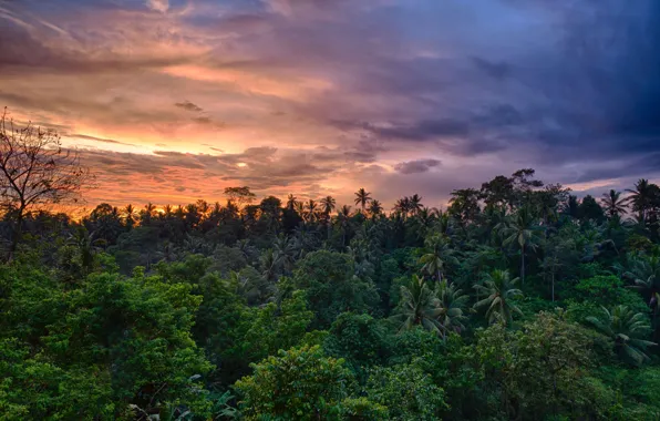 Picture forest, the sky, clouds, trees, sunset, nature, palm trees