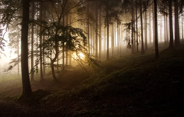 Forest, night, fog