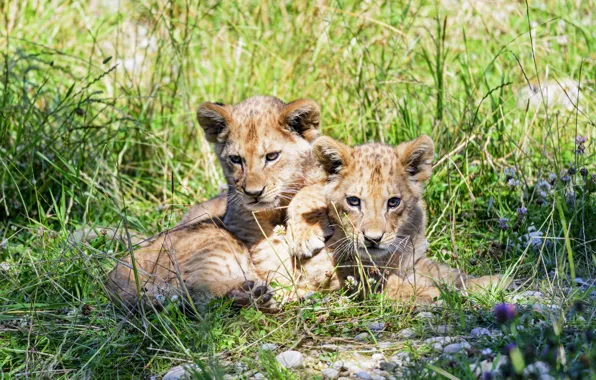 Friendship, kids, the cubs