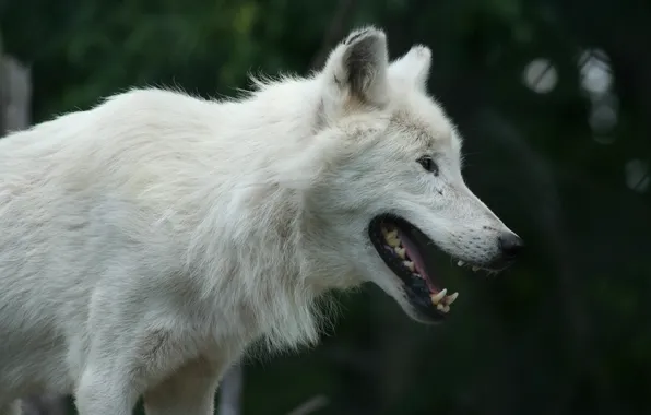Nature, face, animal, wolf, wildlife, head, fur, mammal