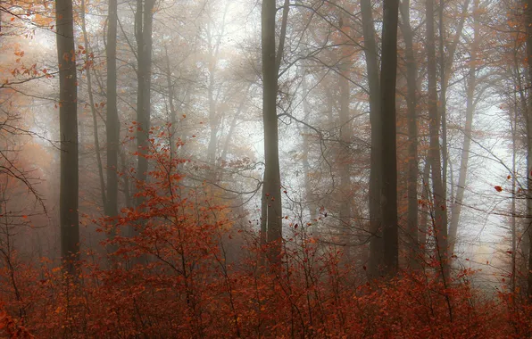 Autumn, forest, trees, branches, fog, Park, trunks, foliage