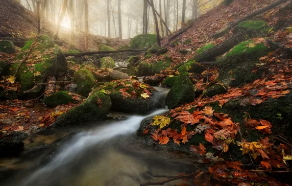 Picture stones, the pile of leaves, moss, foliage, stream, falling leaves, autumn, forest