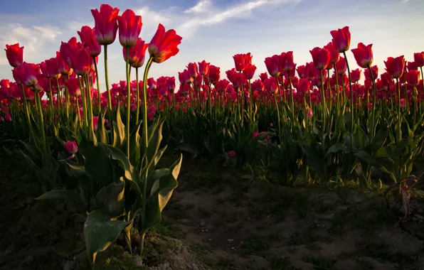 Picture field, the sky, red, tulips