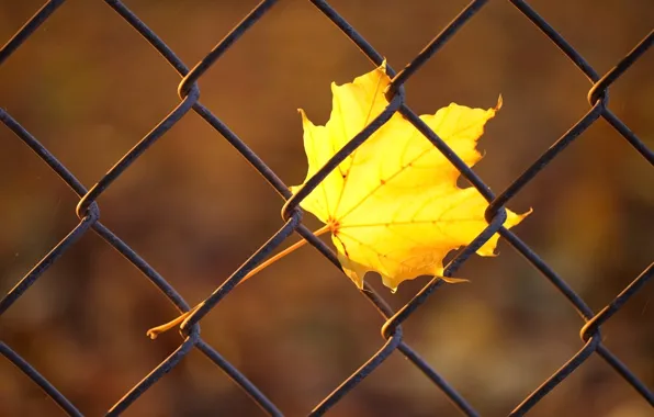 Autumn, macro, yellow, sheet, mesh, the fence, rods