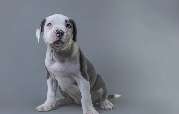 Look, pose, background, dog, paws, puppy, grey background, face