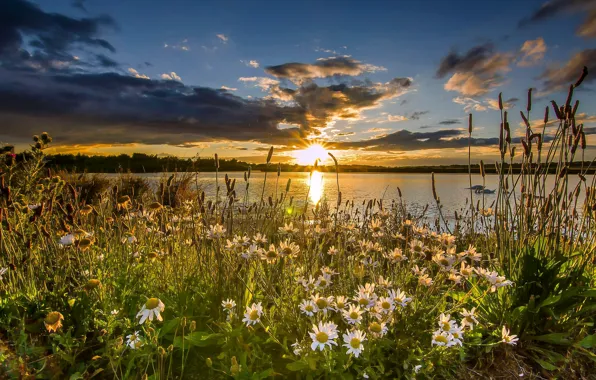 Sunset, flowers, lake, England, chamomile, England, reserve, West Yorkshire