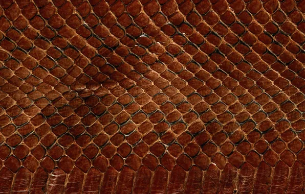 Picture texture, leather, animal texture, background desktop, the scales of a snake