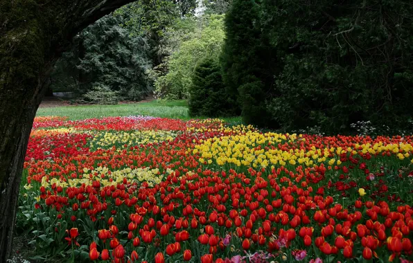 Trees, flowers, Park, glade, spring, yellow, tulips, red