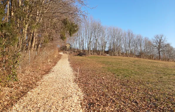 Forest, wood, winter, way, meadow, february, sunny, way up