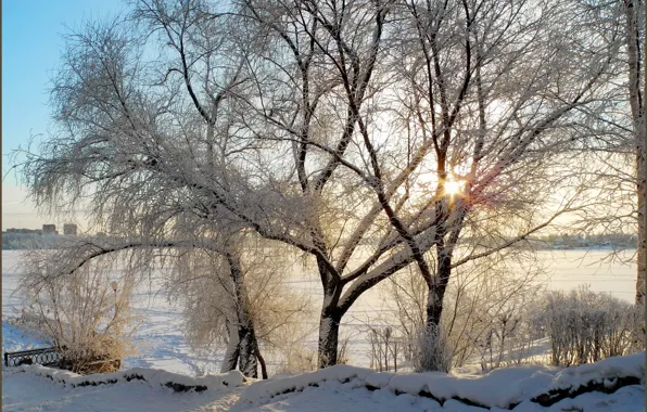 Picture winter, the sun, rays, snow, trees, branches, morning