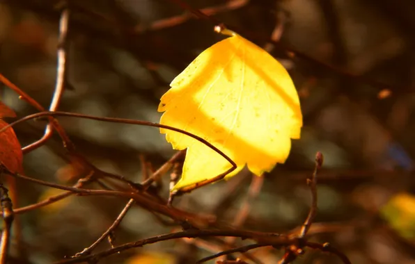 Picture autumn, branches, sheet