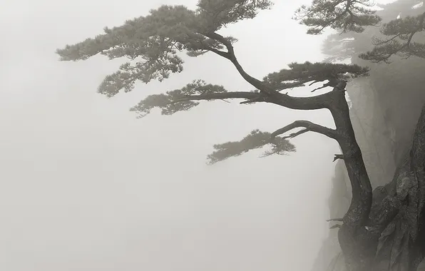 Picture fog, rock, pine