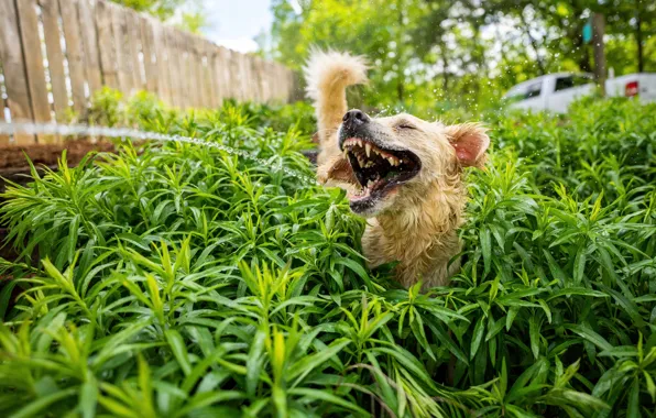 Picture Water, Dog, Grass, Positive, Teeth, Mouth, Dog, Dog