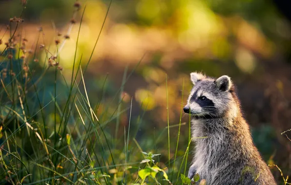 Picture summer, grass, nature, glade, raccoon, face, stand, bokeh